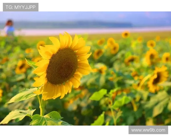 北九州向日葵花海绽放实况直播 北九州向日葵花海绽放实况直播
